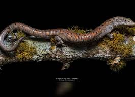  Tras 17 años reapareció hermosa lagartija que es endémica de Santander