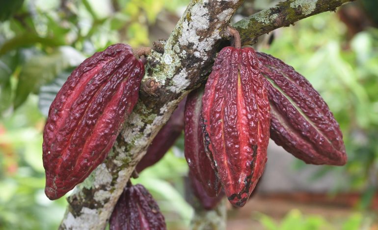  Histórico precio del cacao impulsa la economía de Santander, líder en producción nacional