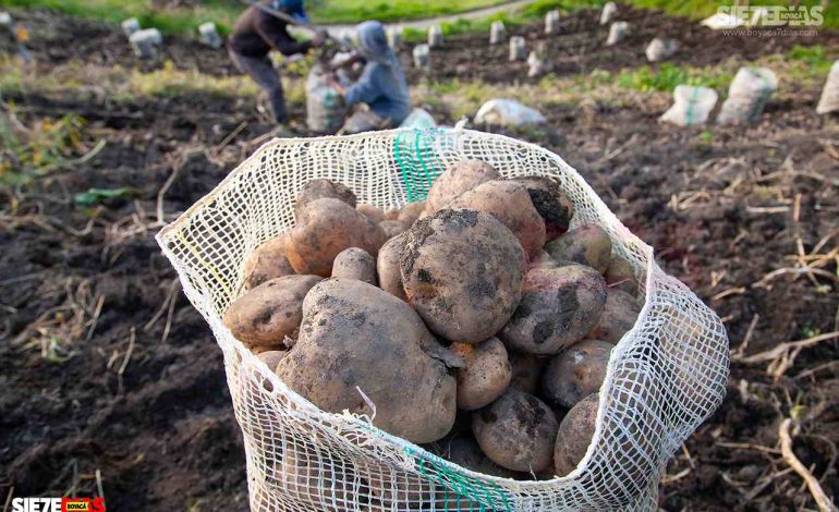  Crisis de papicultores en Colombia