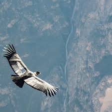  El maravilloso encuentro con 13 cóndores del páramo del Almorzadero